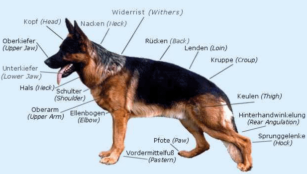 GSD Anatomy