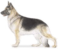 German Shepherd Dog Standard Appearance