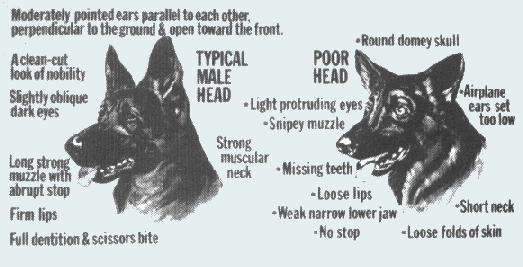 GSD Head