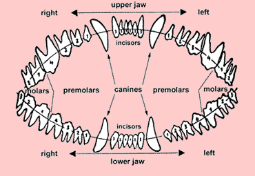 GSD Teeth